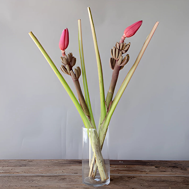 Mauve Musa Tropical Flowering Banana