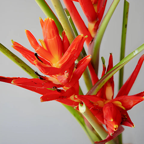 Red Explosion Musa Tropical Flowering Banana