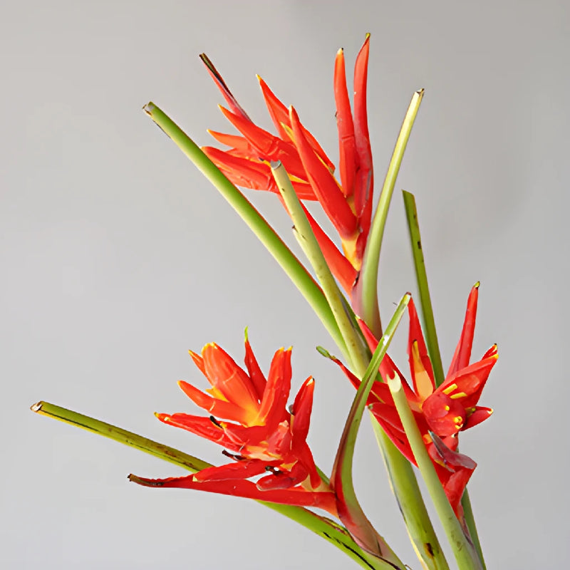 Red Explosion Musa Tropical Flowering Banana