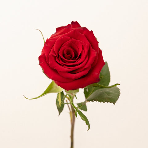 Red Paris Rose Stem - Image