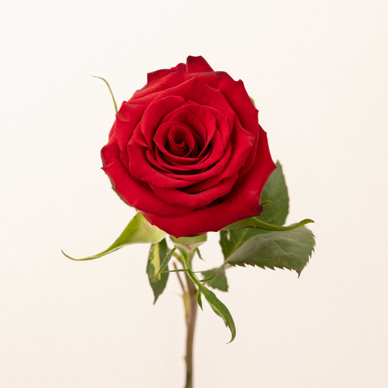 Red Paris Rose Stem - Image