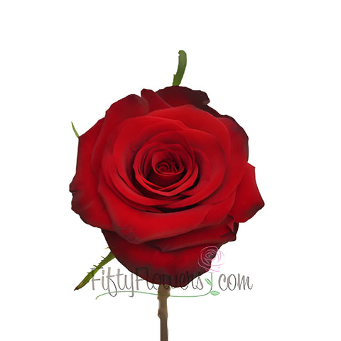 Red Paris Rose Stem