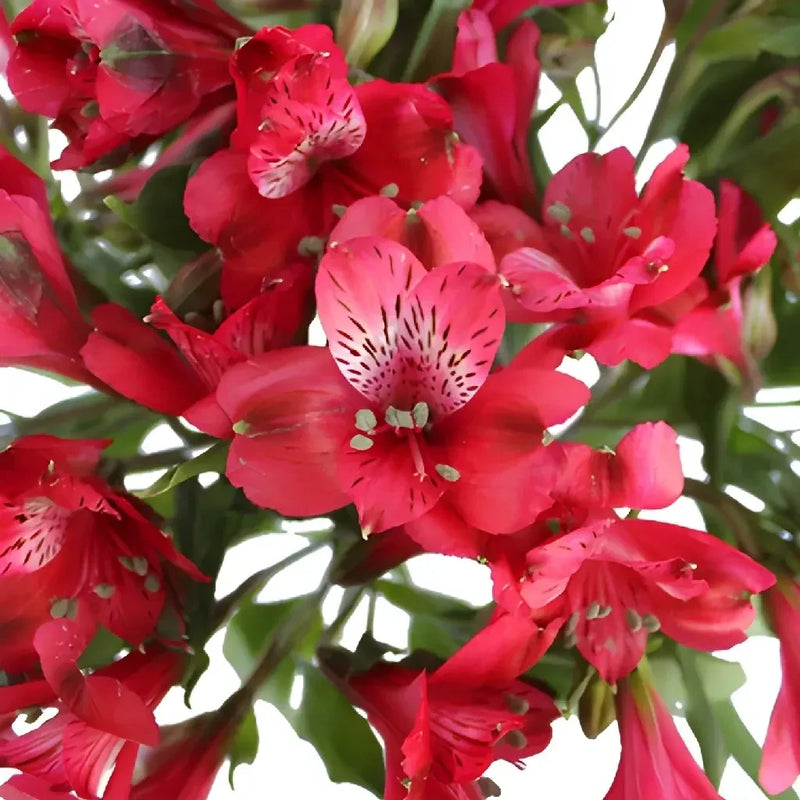 Red Peruvian Lily Flowers Close Up - Image