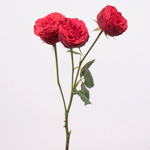 Red Piano Garden Roses Stem