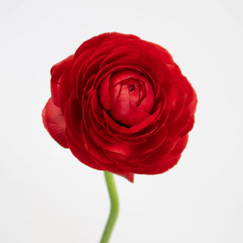 Red Ranunculus Flower Stem