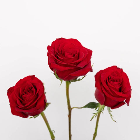 Red Roses For Valentines Day Stem - Image