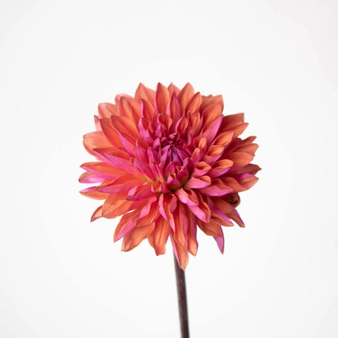 Red Sangria Dahlia Flower Stem