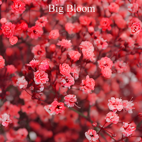 Red Airbrushed Baby's Breath Flower