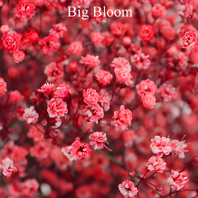 Red Airbrushed Baby's Breath Flower