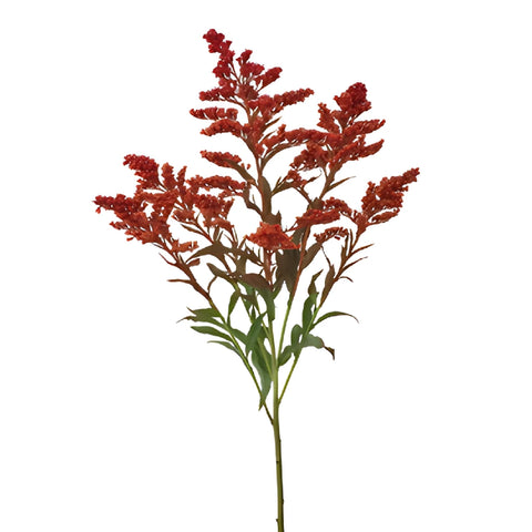 Tinted Red Estelle Solidago Filler Flowers