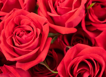 Red Spray Roses Flower Up Close