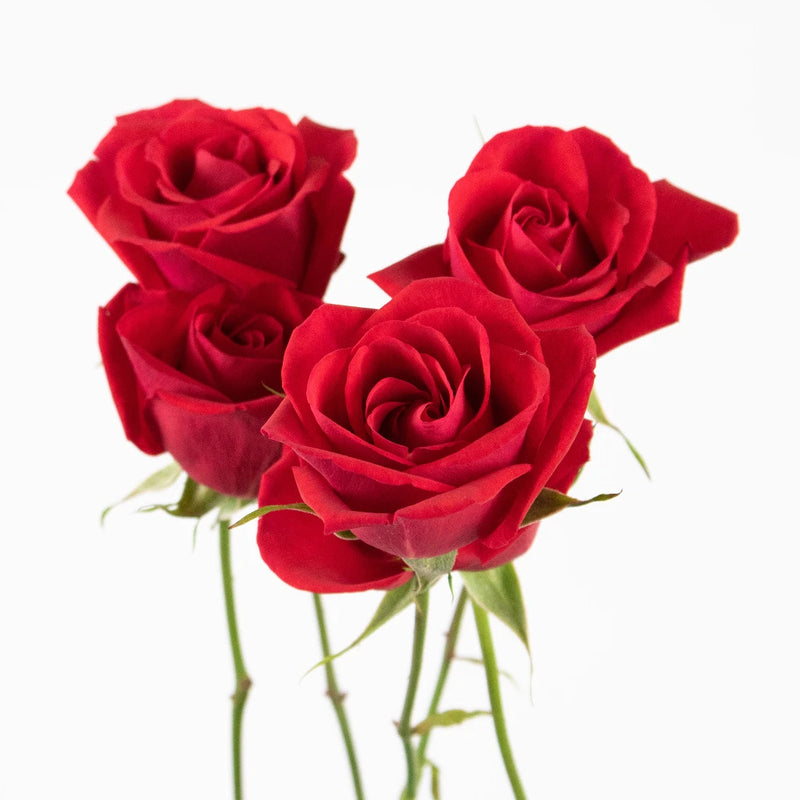 Red Spray Roses Flower Stem