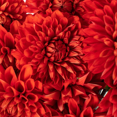 Red Stone Dahlia Flower Close Up - Image