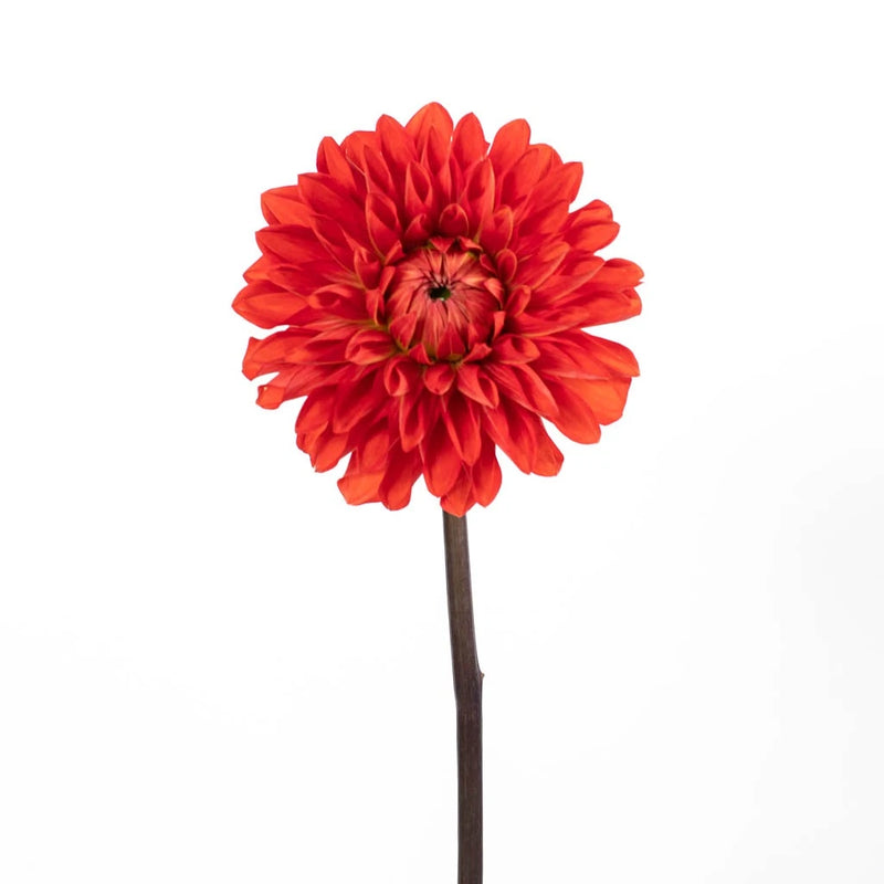 Red Stone Dahlia Flower Stem - Image