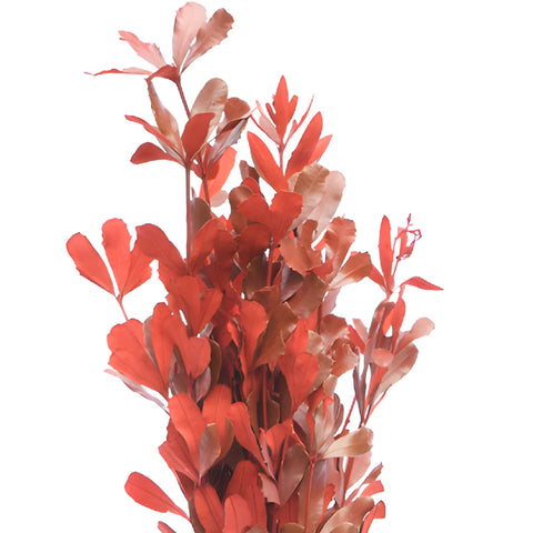 Red Tinted Integrafolia Greenery