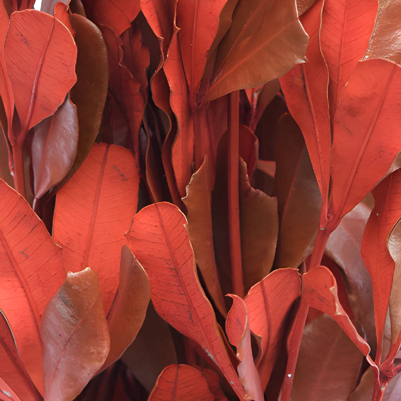 Red Tinted Integrafolia Greenery
