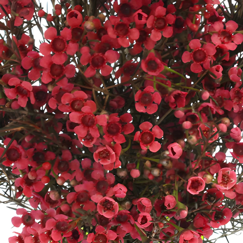 Fruit Punch Red Tinted Wax Flowers May to November Delivery