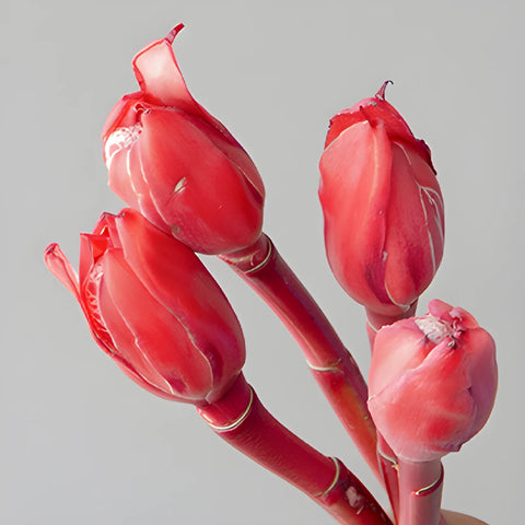 Salmon Red Torch Tropical Ginger Flowers