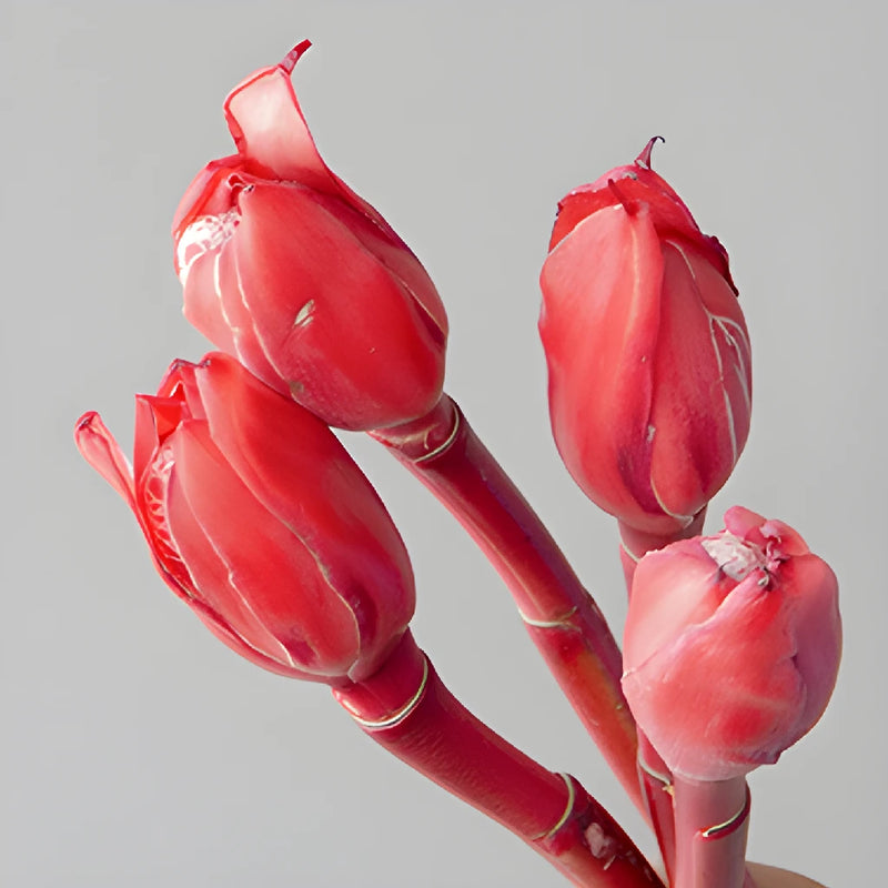 Salmon Red Torch Tropical Ginger Flowers