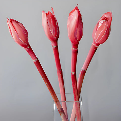 Salmon Red Torch Tropical Ginger Flowers