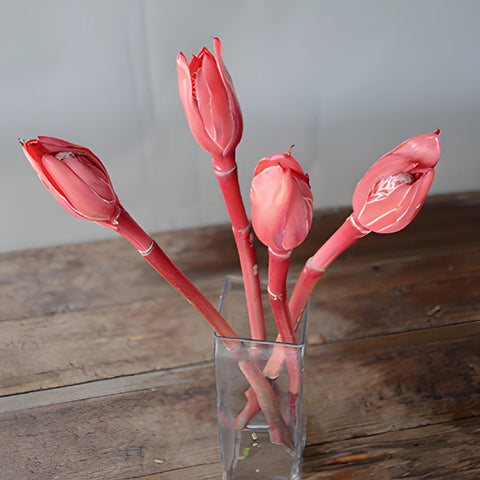 Salmon Red Torch Tropical Ginger Flowers