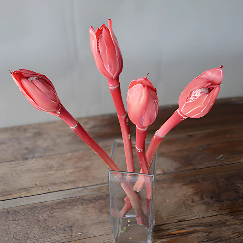 Salmon Red Torch Tropical Ginger Flowers