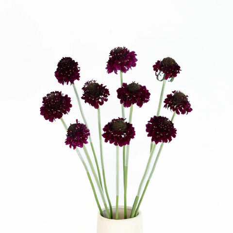 Buy Wholesale Red Velvet Scabiosa Flower in Bulk - FiftyFlowers