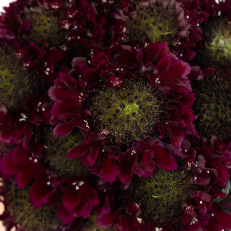 Red Velvet Scabiosa Flower Close Up - Image