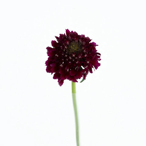 Red Velvet Scabiosa Flower Stem - Image