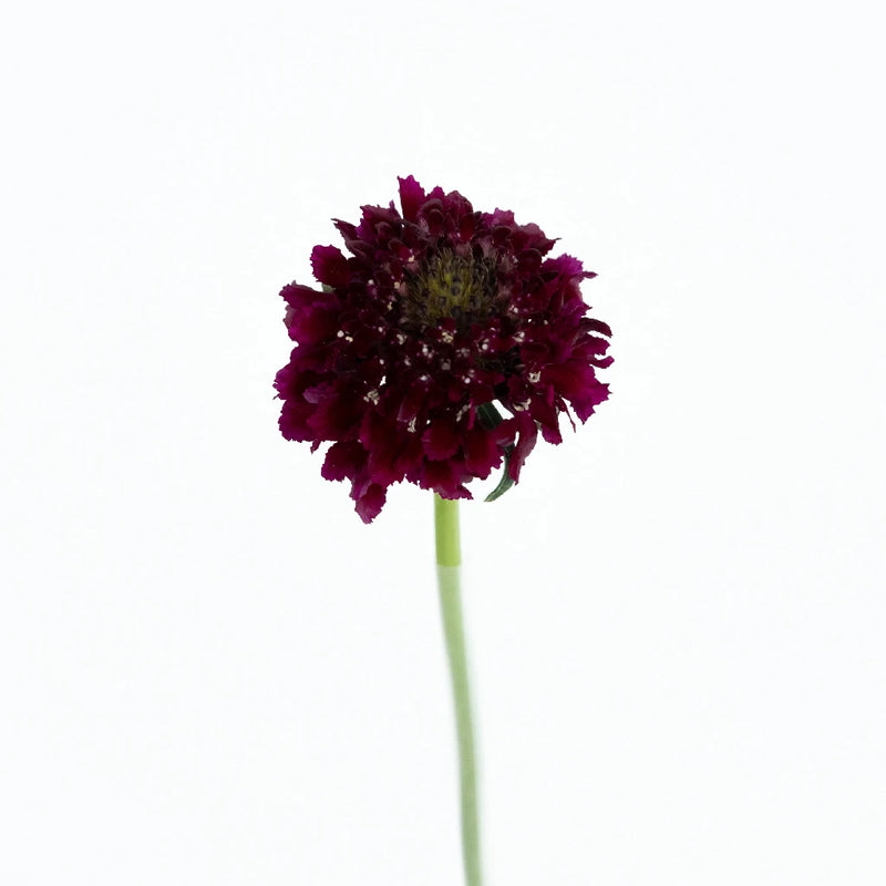 Red Velvet Scabiosa Flower Stem - Image