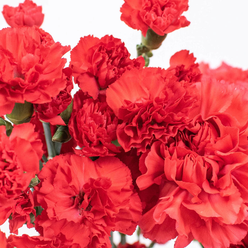 Red Flower Kit Up Close