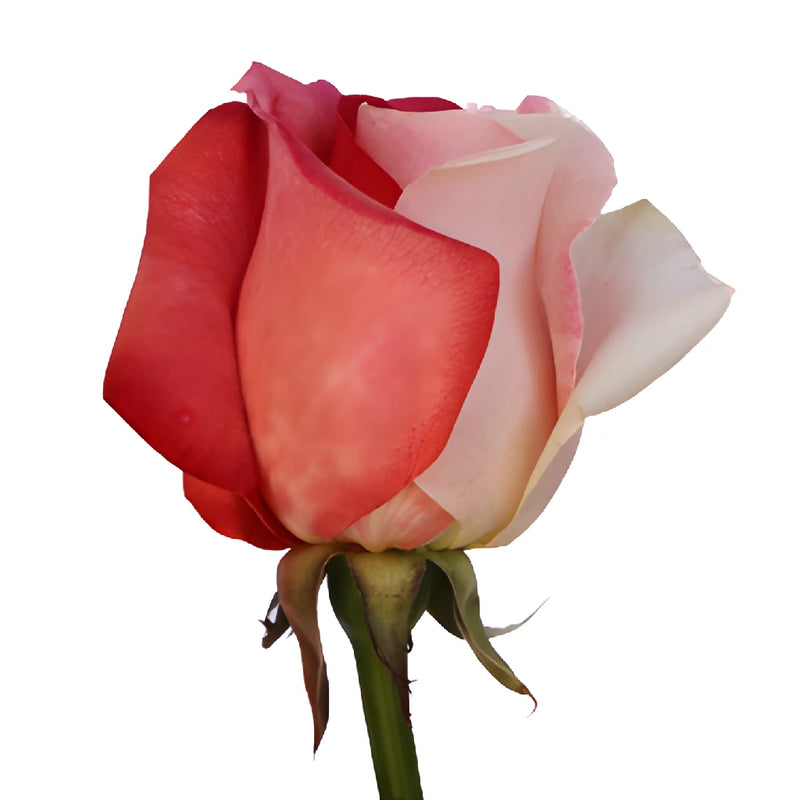 Red and White Tinted Rainbow Roses