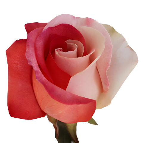 Red and White Tinted Rainbow Roses