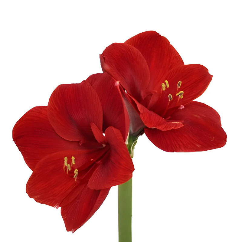 Red Amaryllis Flowers