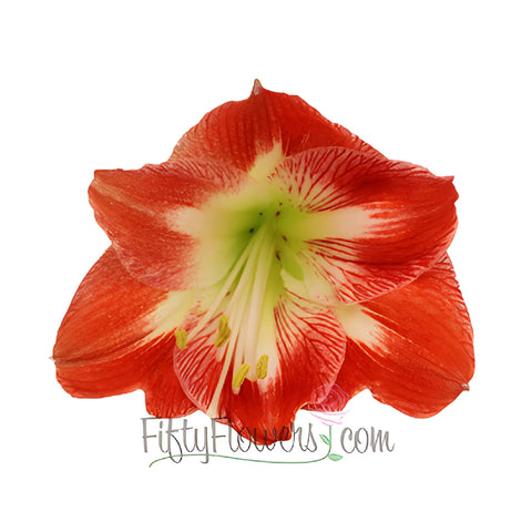 Candy Cane Red and White Amaryllis Flowers