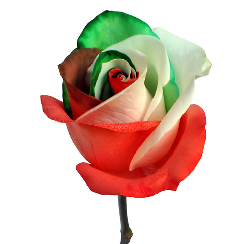 Holiday Red, Green, and White Tinted Rainbow Roses