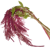 Red Hanging Amaranthus Fresh Autumn Greens