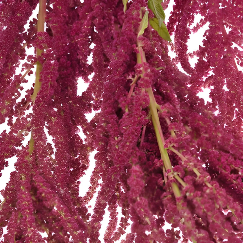 Red Hanging Amaranthus Fresh Autumn Greens