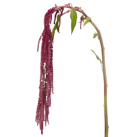 Red Hanging Amaranthus Fresh Autumn Greens