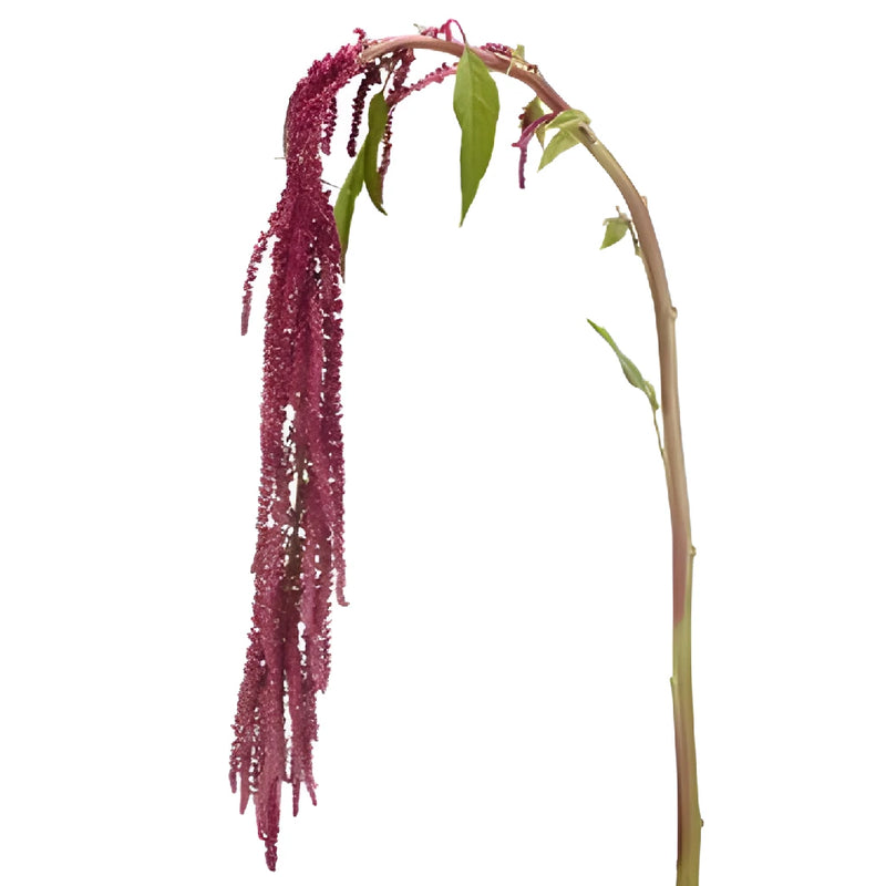 Red Hanging Amaranthus Fresh Autumn Greens