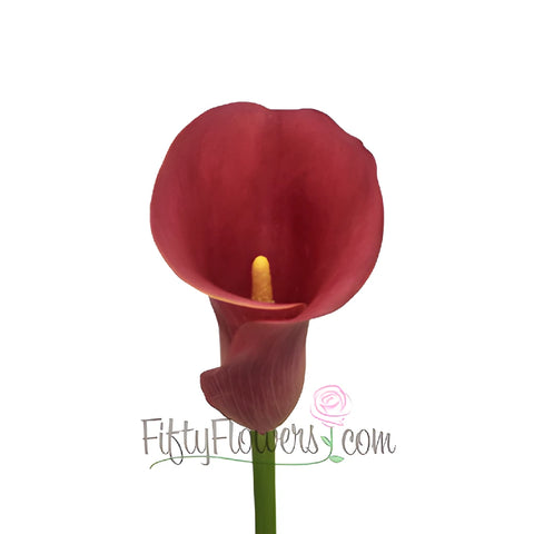 Rustic Red Mini Calla Lily Flower