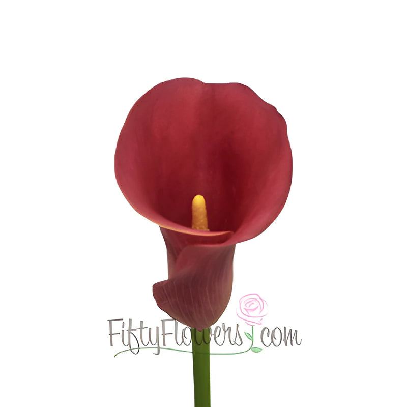 Rustic Red Mini Calla Lily Flower