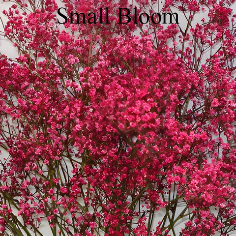 Red Airbrushed Baby's Breath Flower