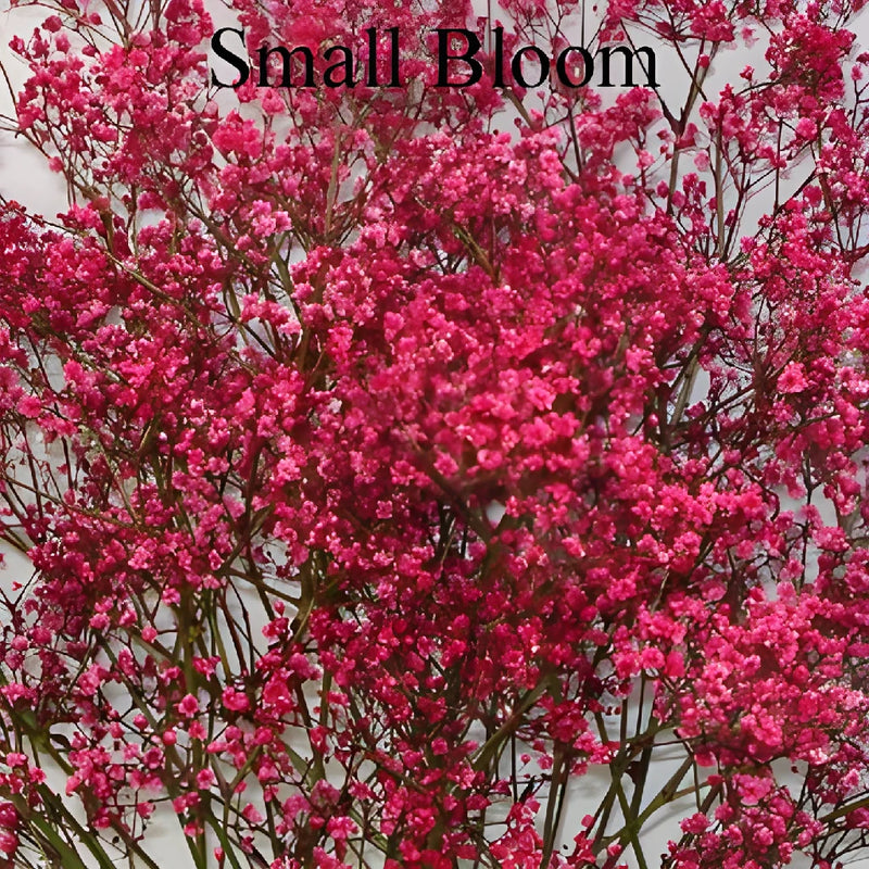 Red Airbrushed Baby's Breath Flower