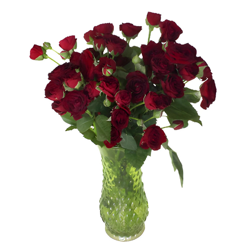 Red Velvet Romance Spray Roses