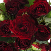 Red Velvet Romance Spray Roses