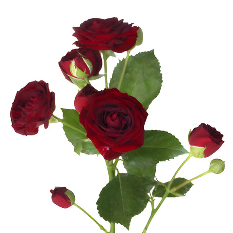 Red Velvet Romance Spray Roses