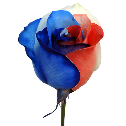 Patriotic Red, White and Blue Tinted Rainbow Roses