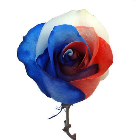 Patriotic Red, White and Blue Tinted Rainbow Roses