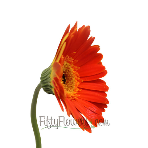 Fire Orange and Yellow Super Gerber Daisies